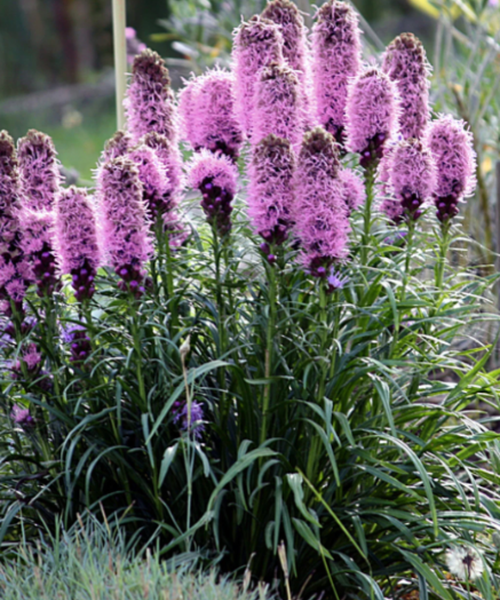 Liatris, Rocky Mountain Blazing Star (Native)