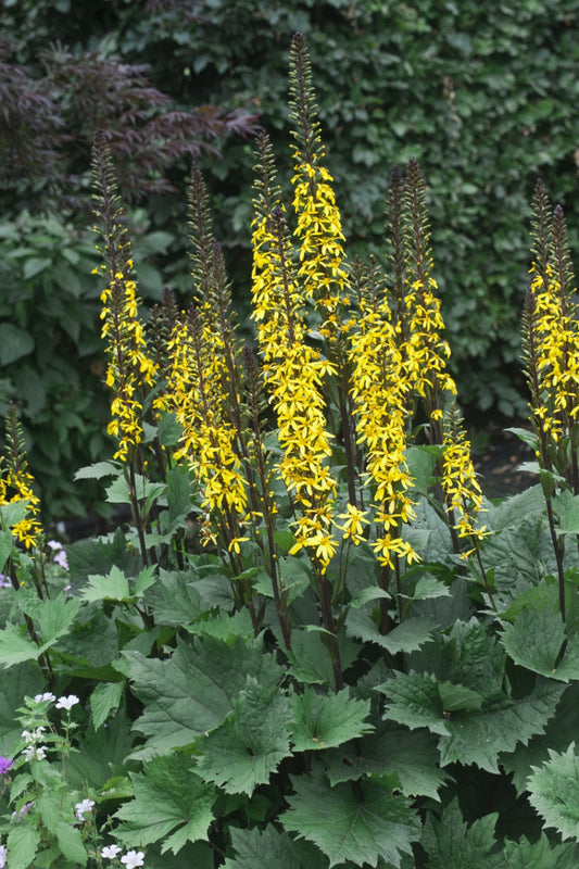 Ligularia, Little Rocket