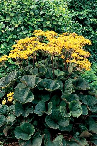 Ligularia, Othello