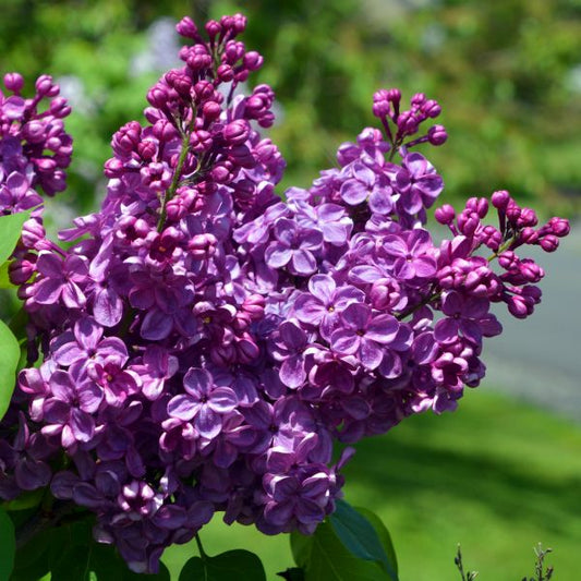 Lilac, Agincourt Beauty