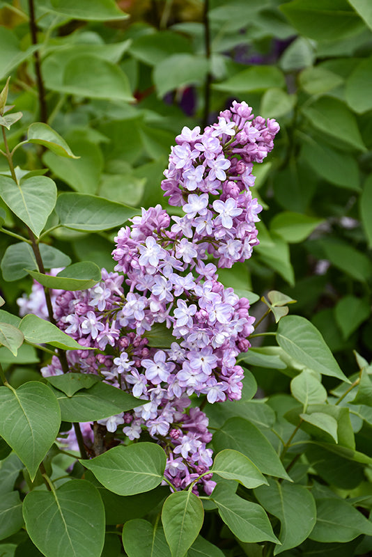 Lilac, Belle De Nancy