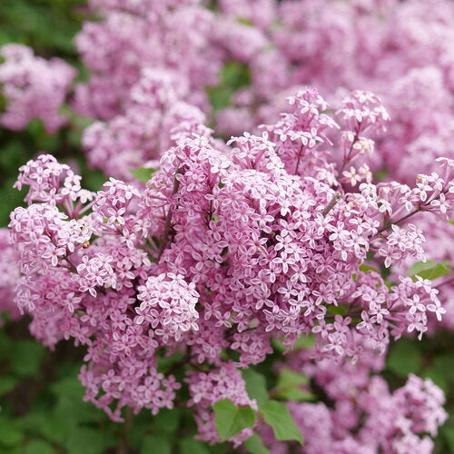 Lilac, Bloomerang Purpink