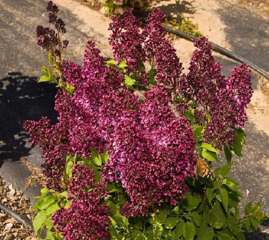 Lilac, Burgundy Queen