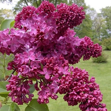 Lilac, Congo