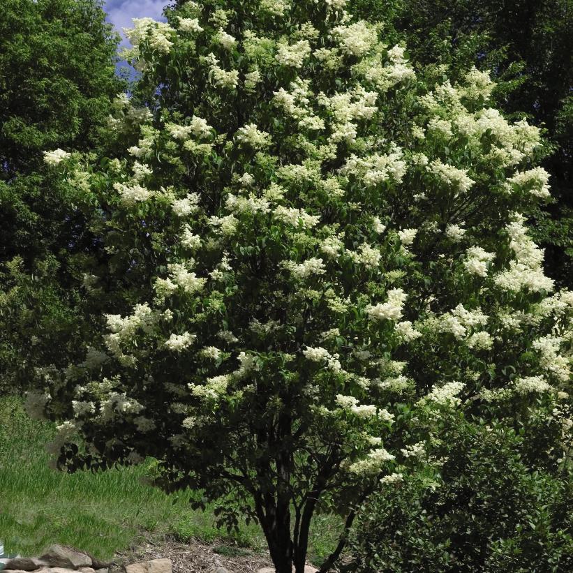 Lilac, Ivory Silk Japanese Tree