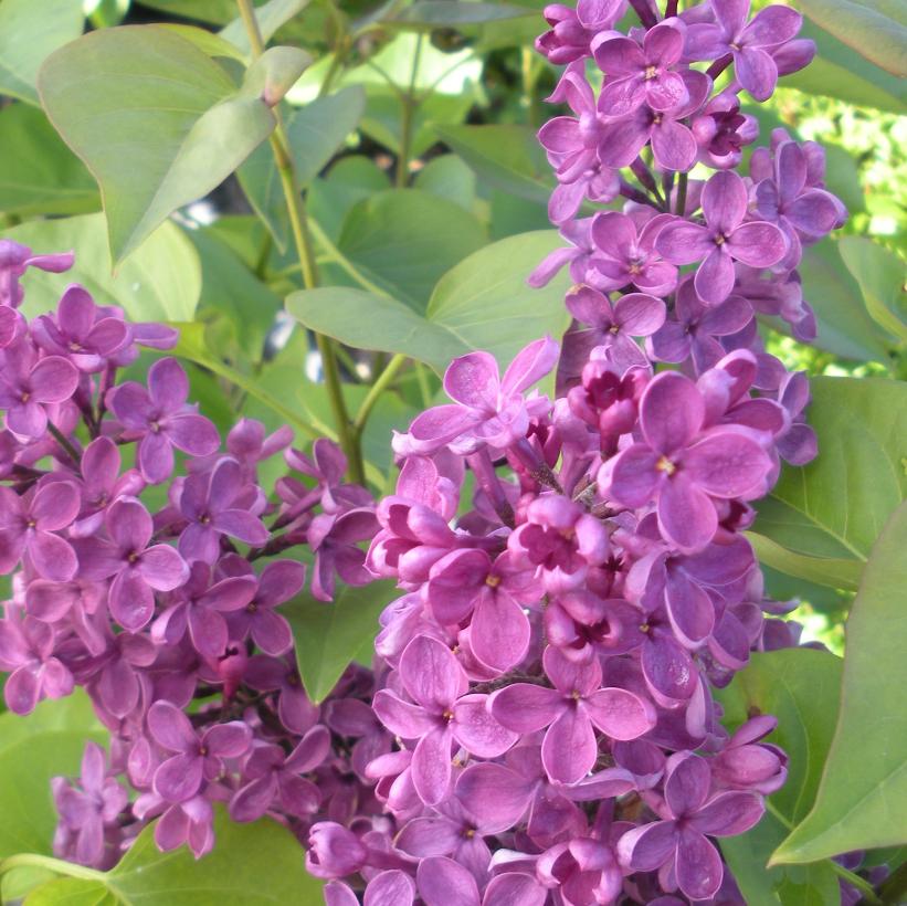Lilac, Ludwig Speath 3 gallon