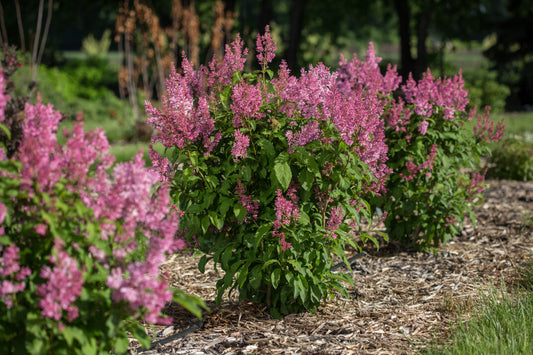 Lilac, Pinktini