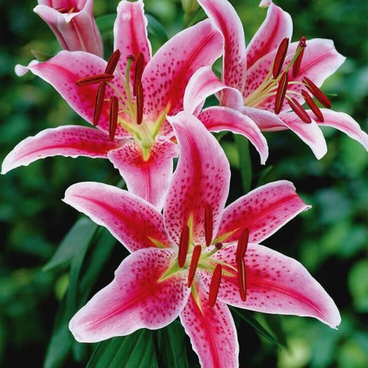 Oriental Lily, Stargazer