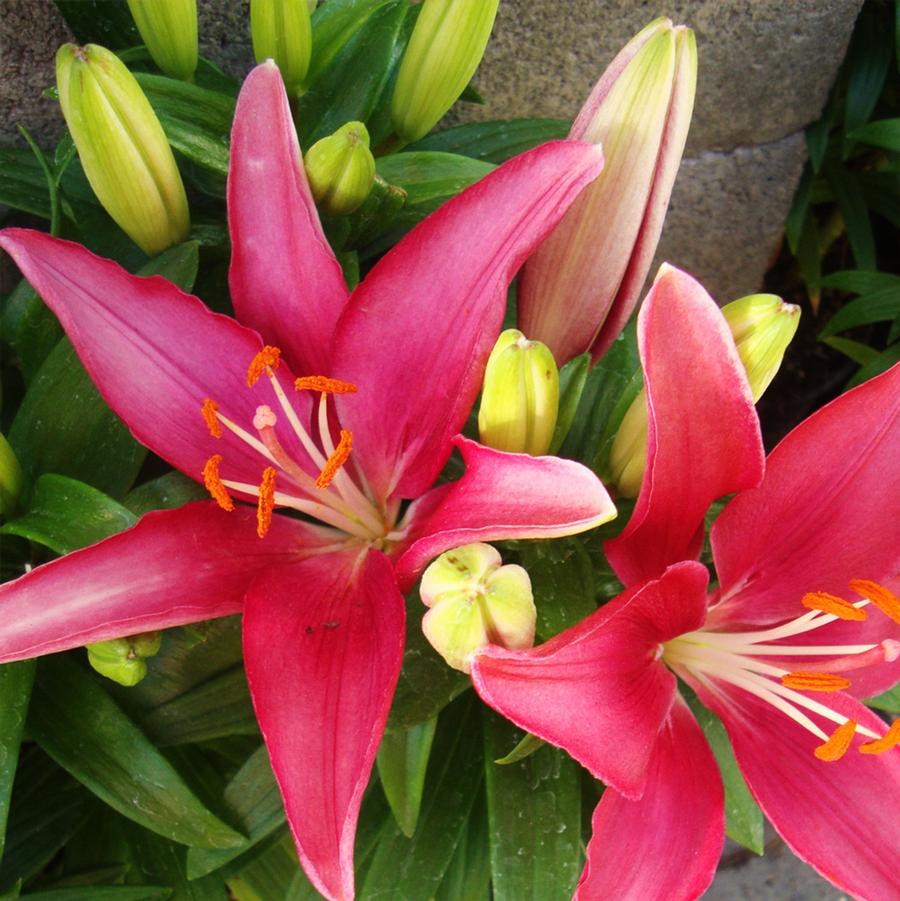 Lily, Asiatic Tiny Pearl