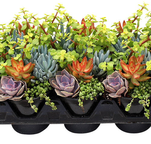 Succulent, Living Canvas 1 qt