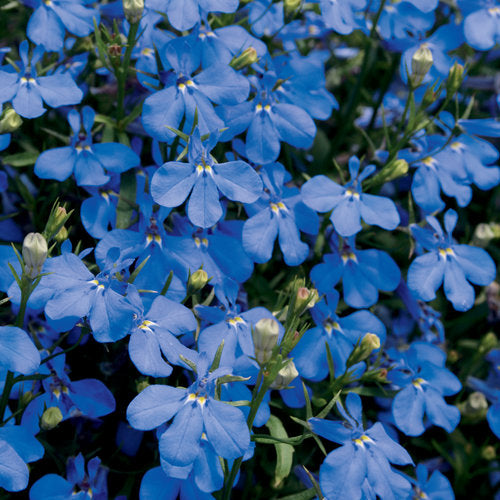 Lobelia, Laguna Dark Blue