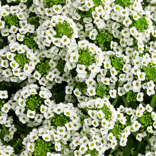 Lobularia, White Knight