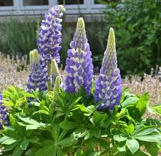 Lupine, Mini Gallery 1 gallon