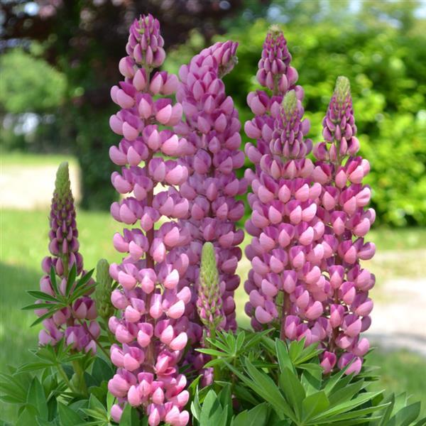 Lupine, Mini Gallery 1 gallon