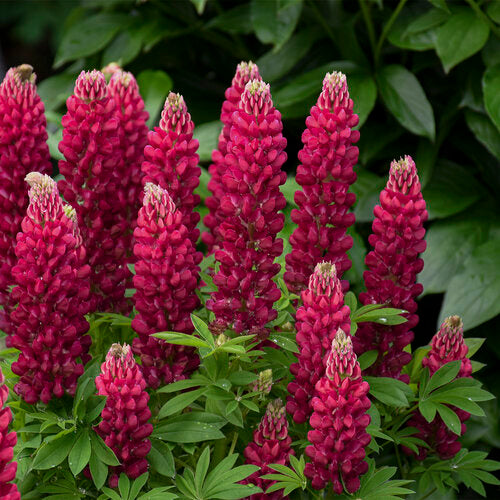 Lupine, Mini Gallery 1 gallon