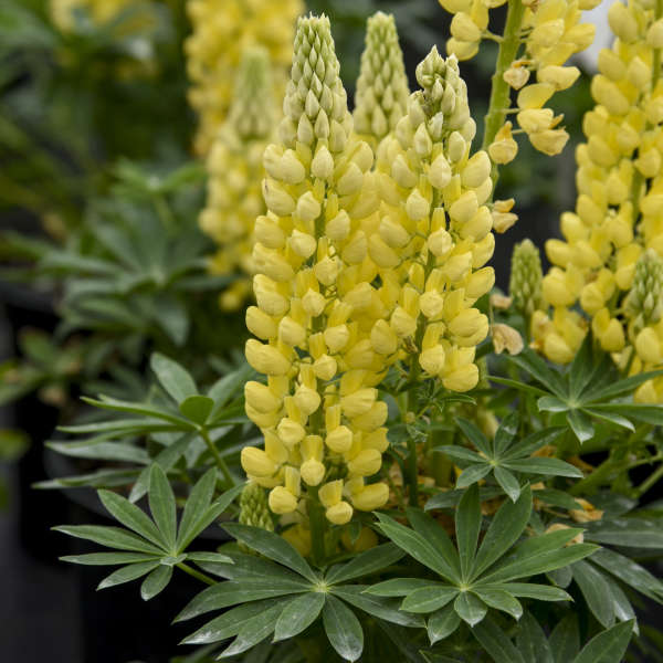 Lupine, Mini Gallery 1 gallon