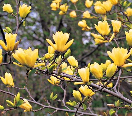 Magnolia, Butterflies