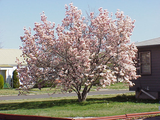 Magnolia, San Jose Saucer 7g