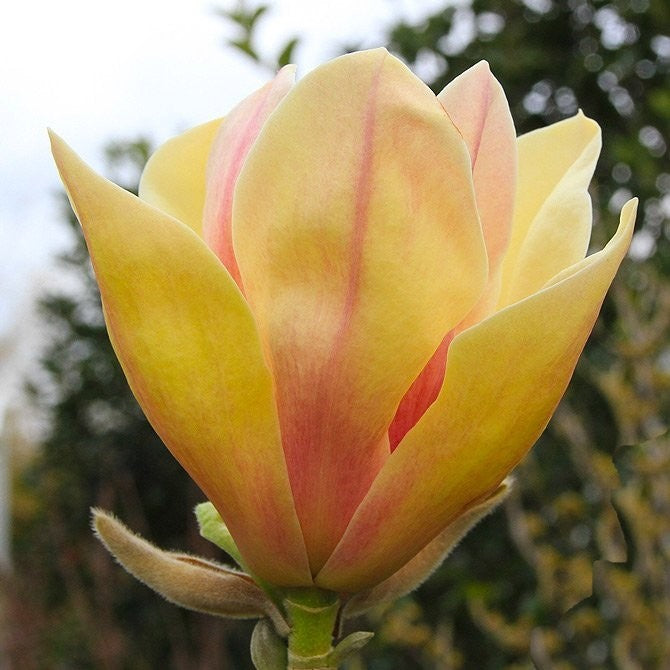 Magnolia, Sunsation 5g