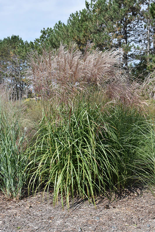 Maiden Grass, Gracillimus