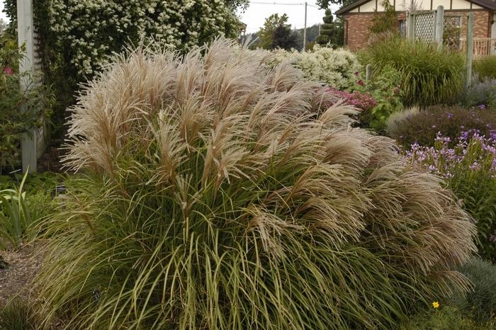 Maiden Grass, Huron Sunrise