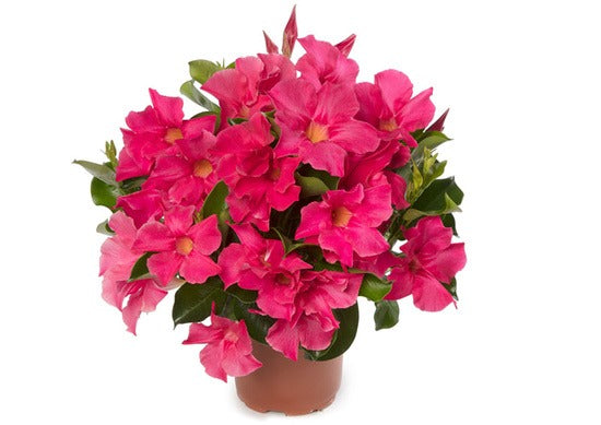 Mandevilla, Madinia Coral Pink