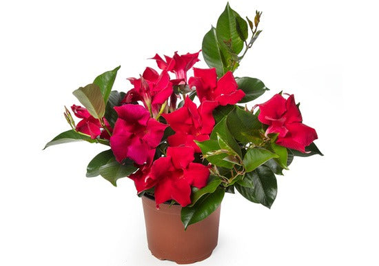 Mandevilla, Madinia Elegant Velvet Red