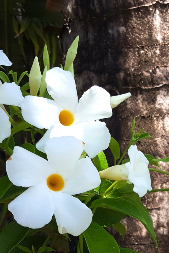 Mandevilla, Madinia White