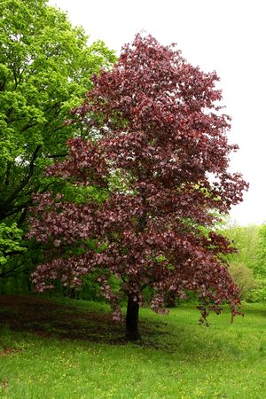 Maple Crimson King Norway