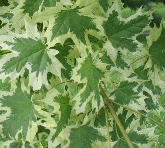 Maple, Harlequin Norway