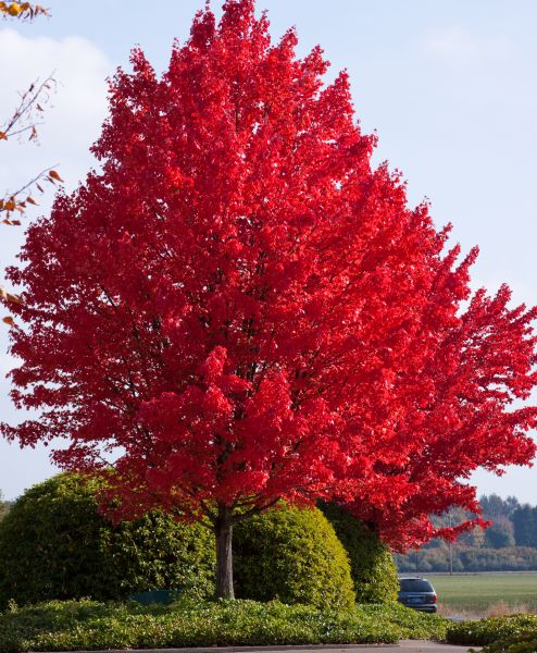 Maple, Red