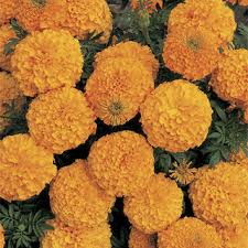 Marigold, Inca II