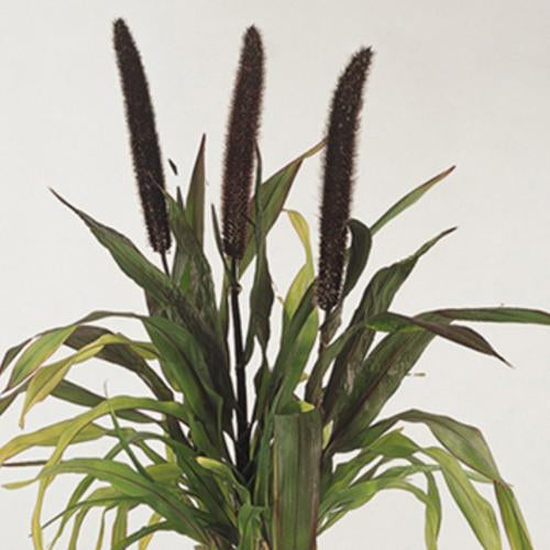 Grass, Purple Baron Millet