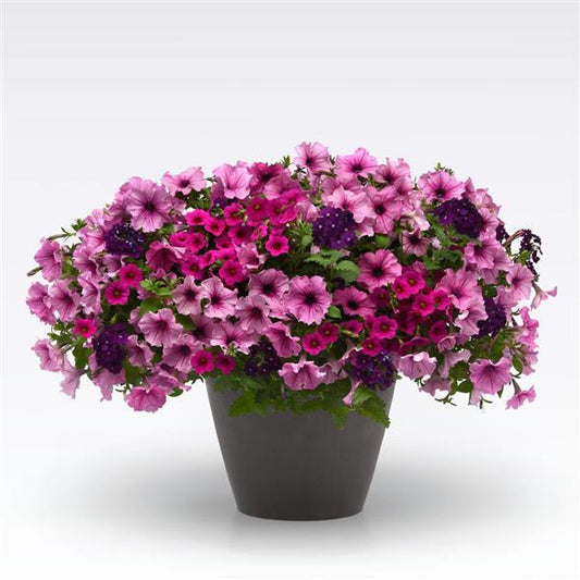 12" Hanging Basket, A Grape Fit
