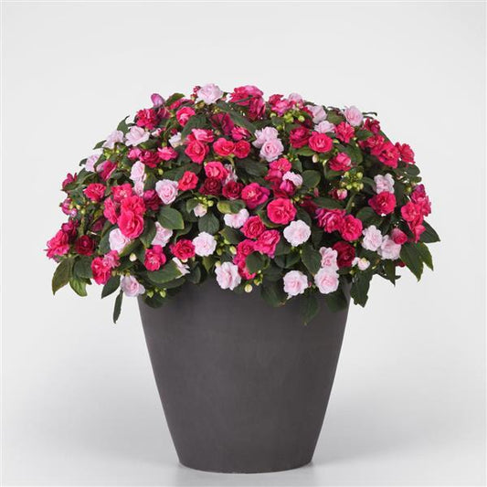 12" Hanging Basket, All That Glimmers