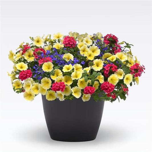 12" Hanging Basket, Gimme Some Sugar