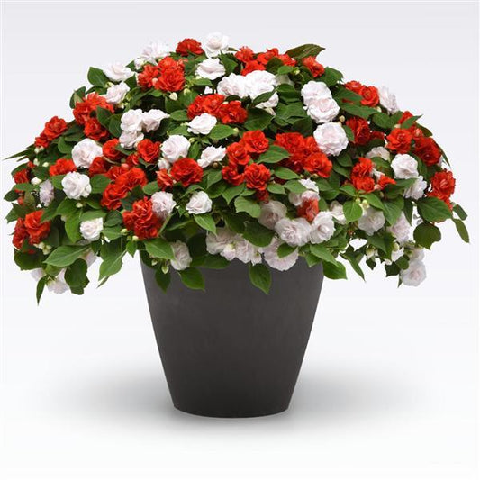 12" Hanging Basket Glimmerazzi