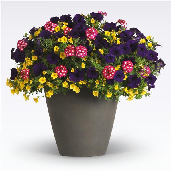 12" Hanging Basket, Over The Top