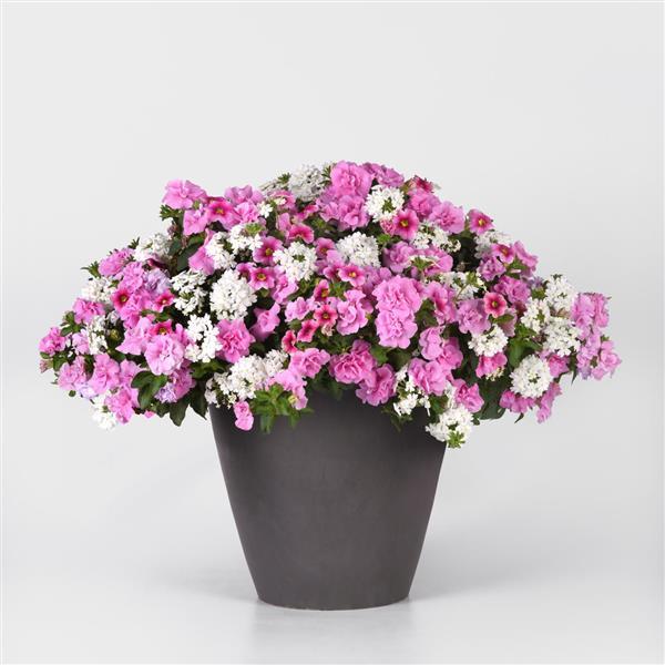 12" Hanging Basket, Piece of Cake