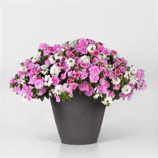 12" Hanging Basket, Piece of Cake