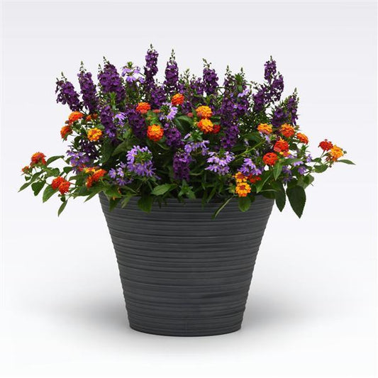 12" Hanging Basket, Shindig