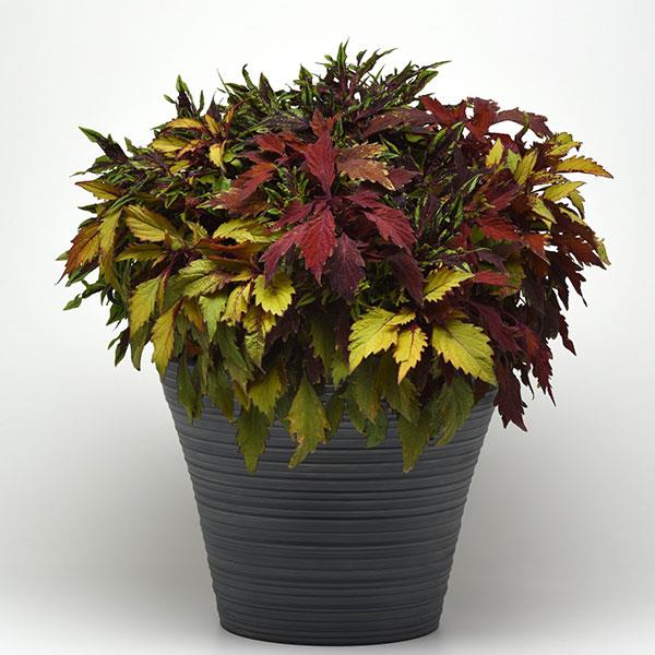 13" Container