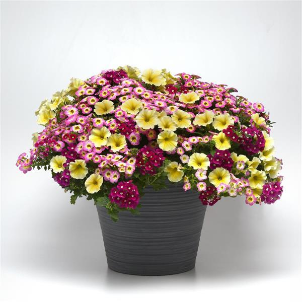 14" Fibre Hanging Basket
