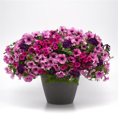 14" Fibre Hanging Basket