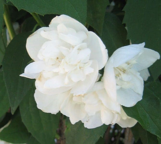 Mockorange, Minnesota Snowflake