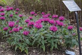 Monarda (Bee Balm), Balmy