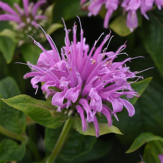Monarda (Bee Balm), Bee Mine