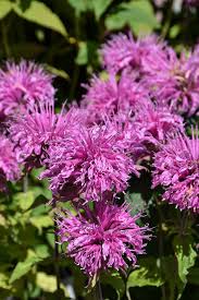 Bee Balm, Bee Mine Pink