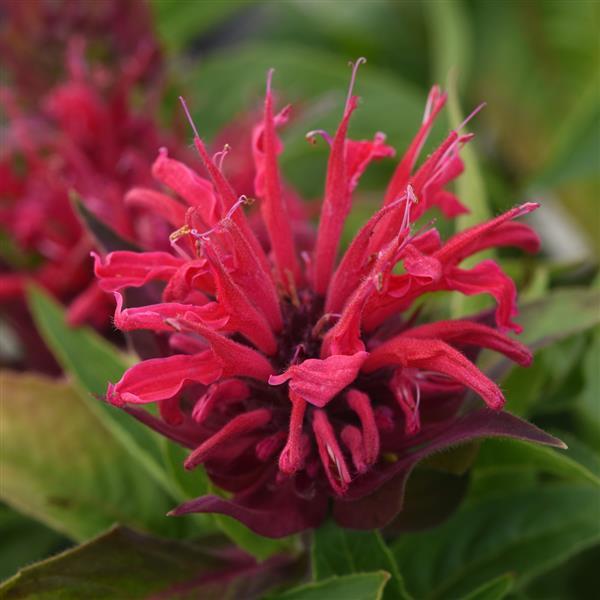 Monarda (Bee Balm), Bee Mine