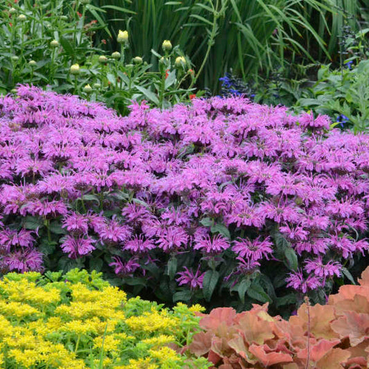 Bee Balm, Leading Lady Plum